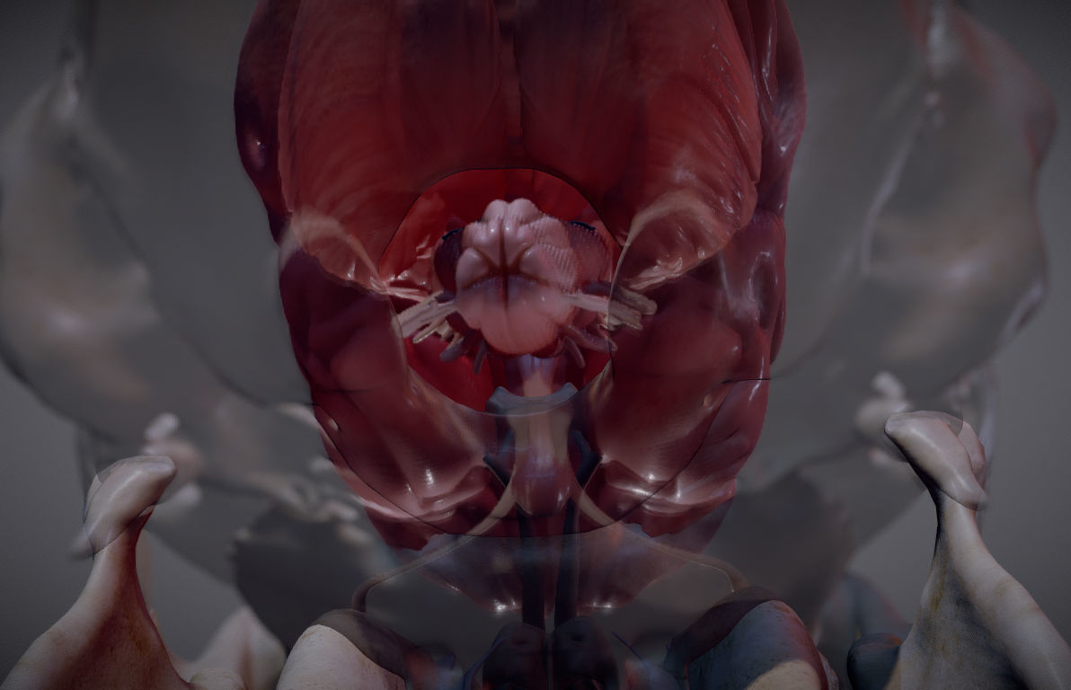 The Brain inside the Skull Low-poly 3D model_20