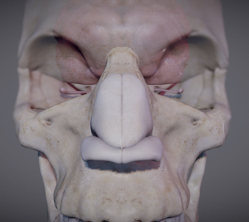 The Brain inside the Skull Low-poly 3D model_16