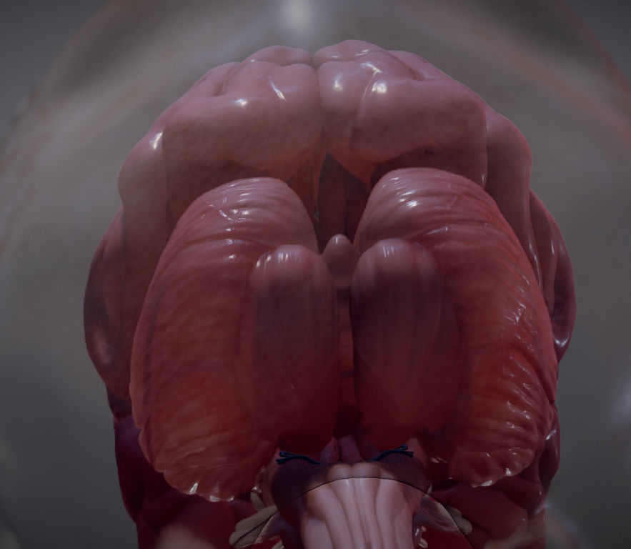 The Brain inside the Skull Low-poly 3D model_21