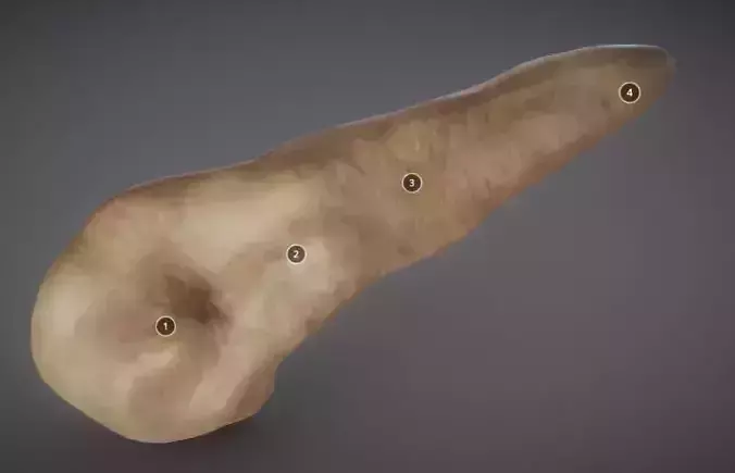 Pancreas human liver Low-poly 3D model