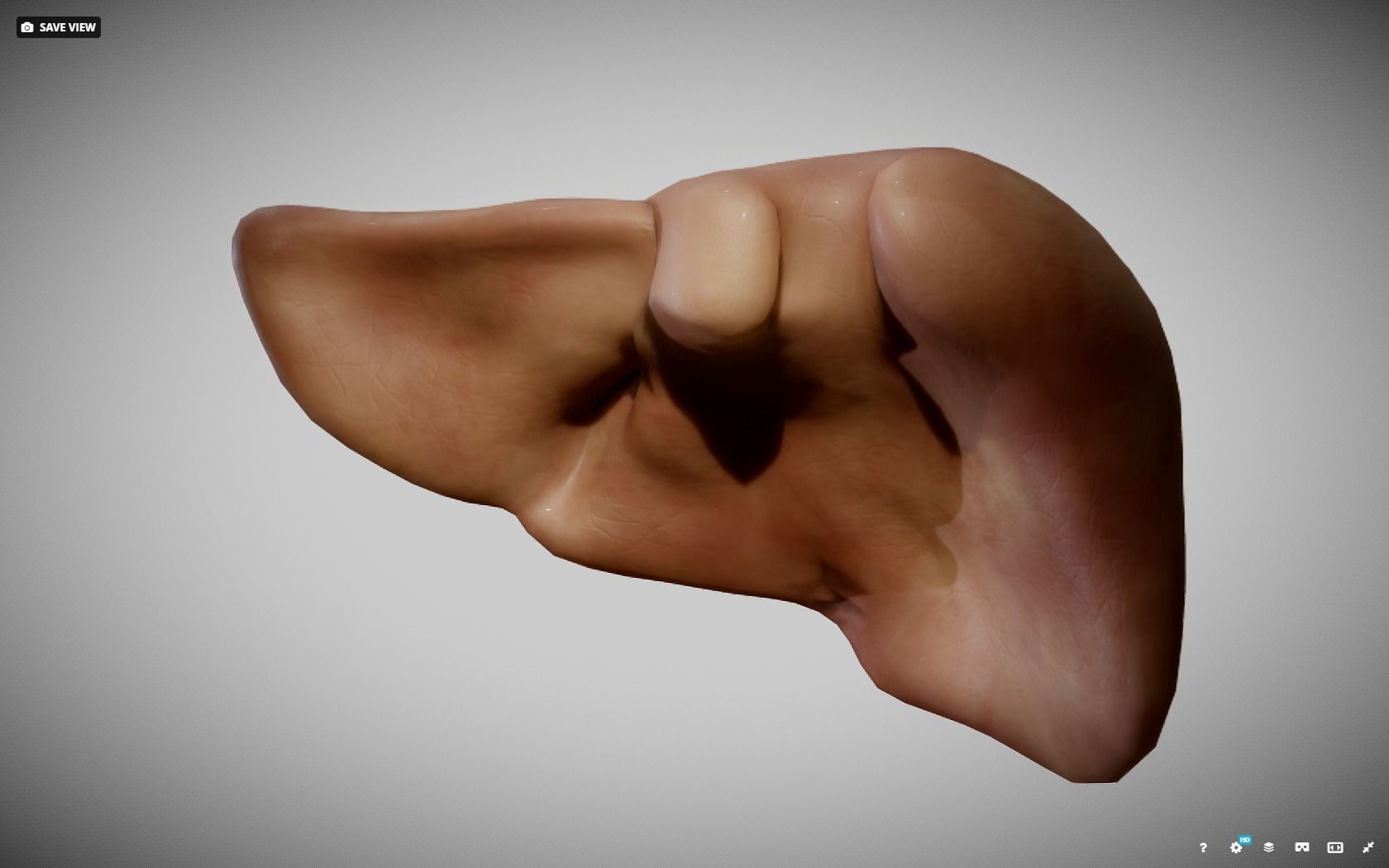 Liver ear Low-poly 3D model_20