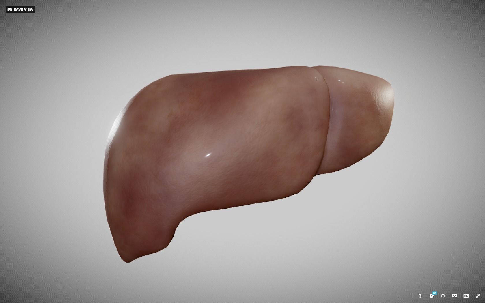 Liver ear Low-poly 3D model_17