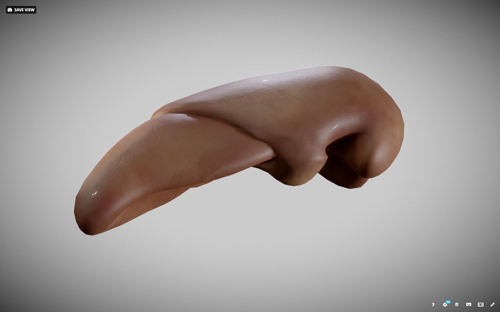 Liver ear Low-poly 3D model_19