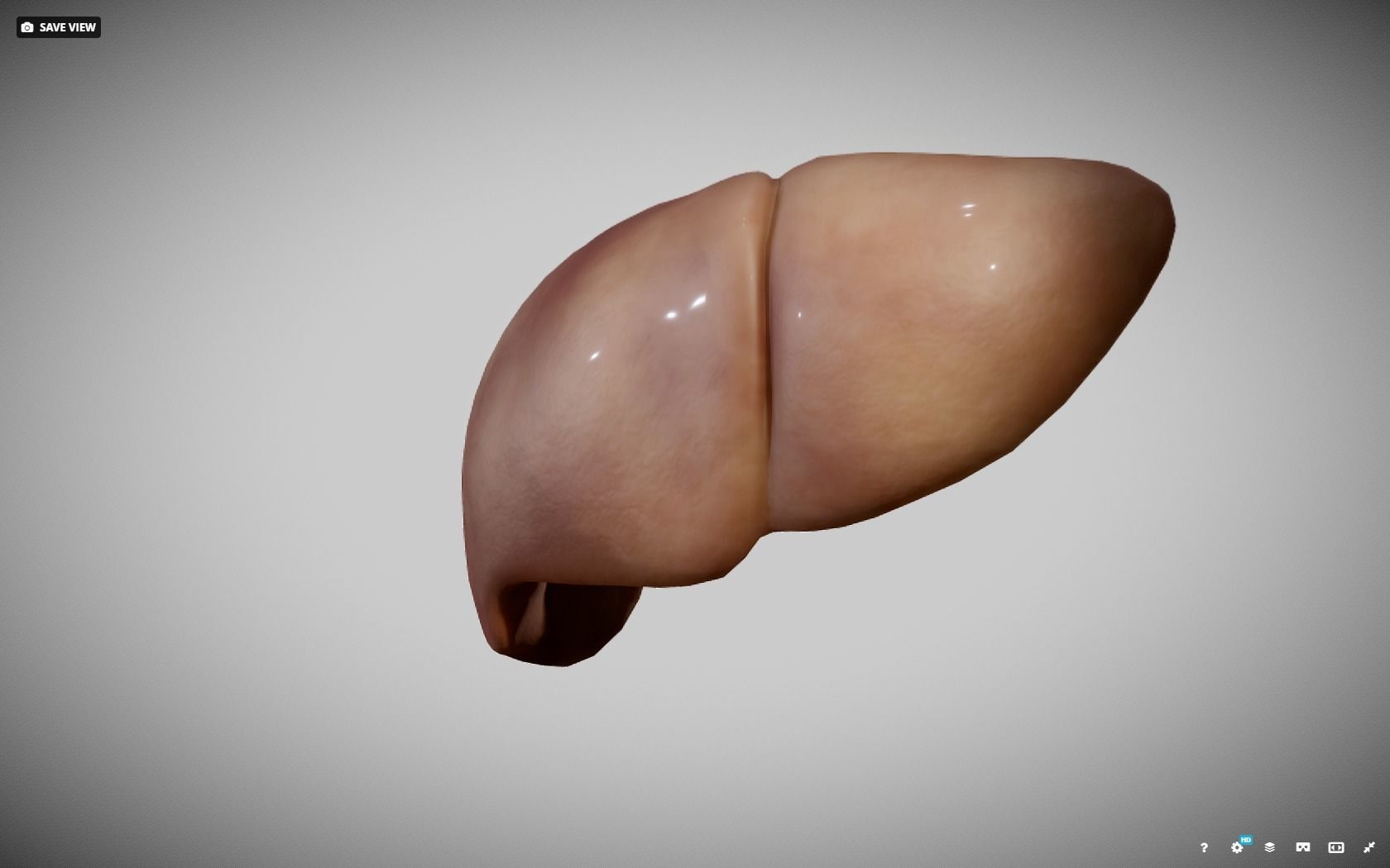 Liver ear Low-poly 3D model_18