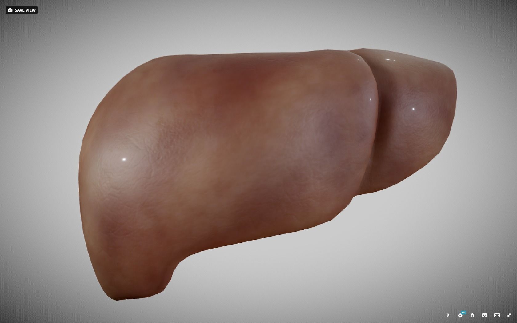 Liver ear Low-poly 3D model_9