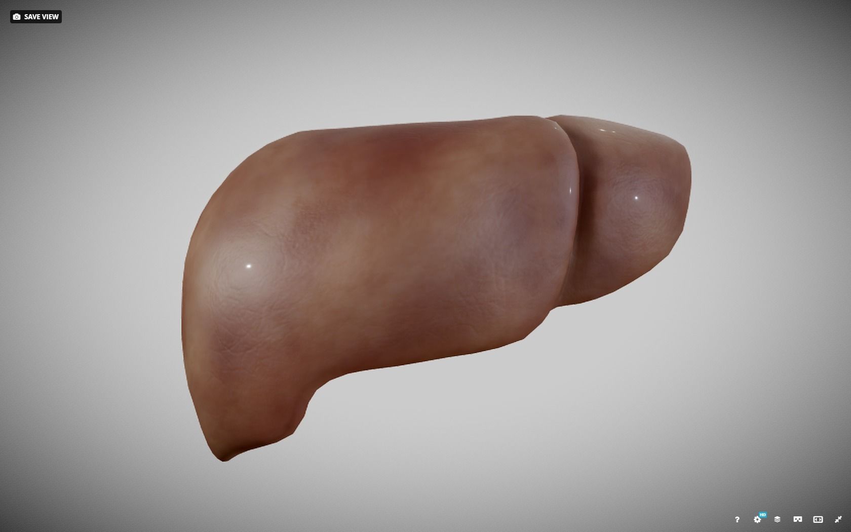 Liver ear Low-poly 3D model_16