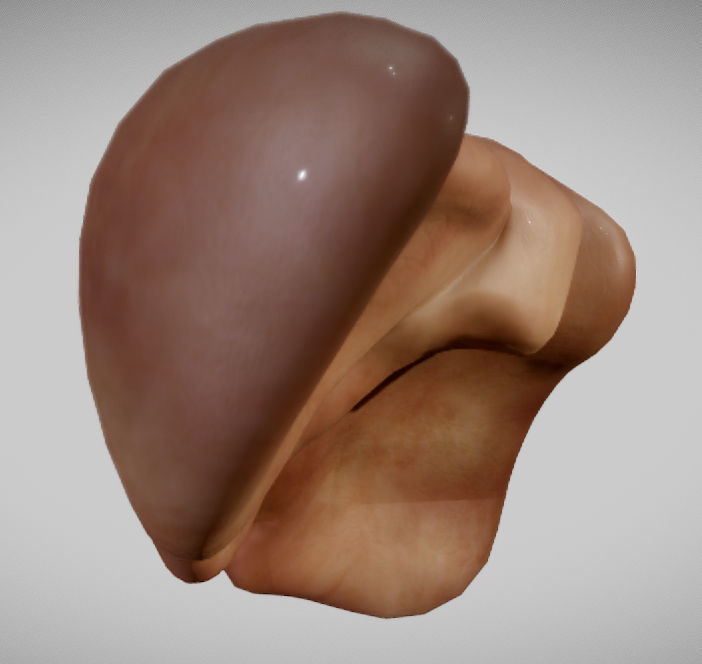 Liver ear Low-poly 3D model_3