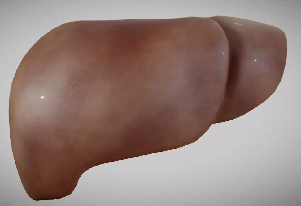 Liver ear Low-poly 3D model_0