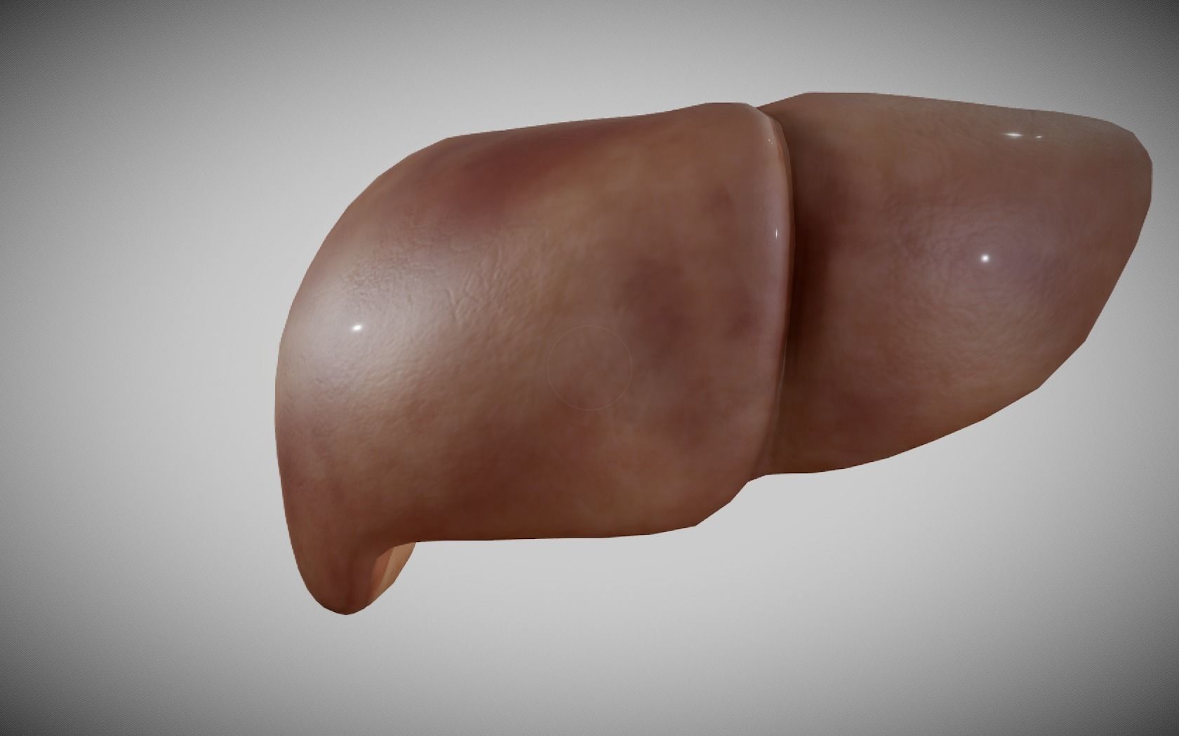 Liver ear Low-poly 3D model_10