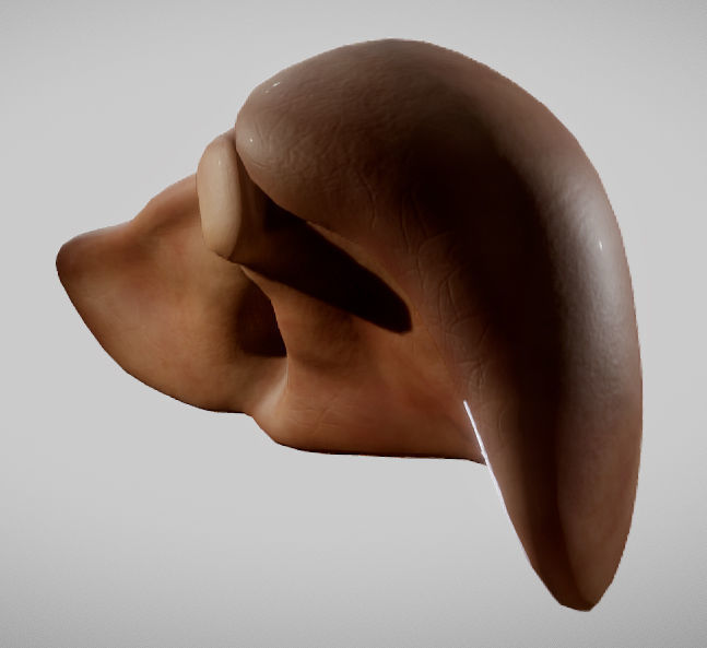 Liver ear Low-poly 3D model_8