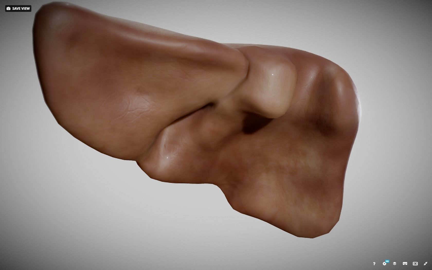 Liver ear Low-poly 3D model_13