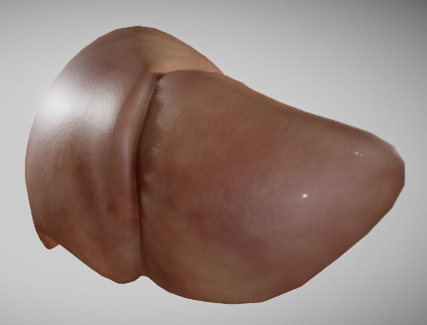 Liver ear Low-poly 3D model_2