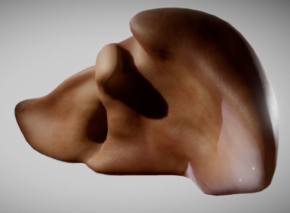 Liver ear Low-poly 3D model_5