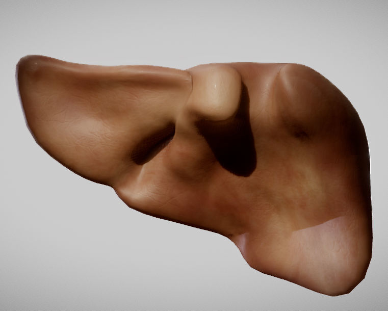 Liver ear Low-poly 3D model_4