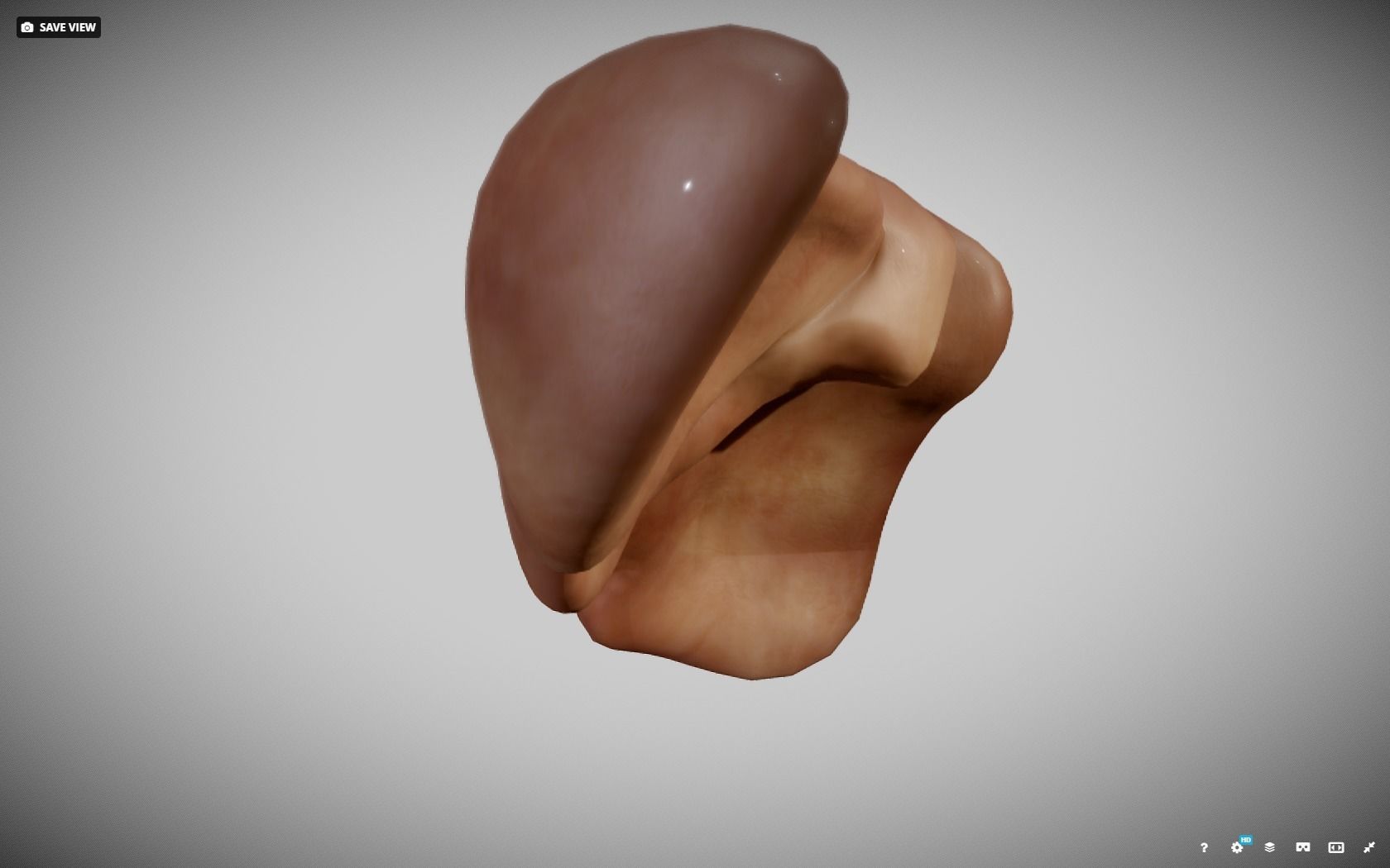 Liver ear Low-poly 3D model_12