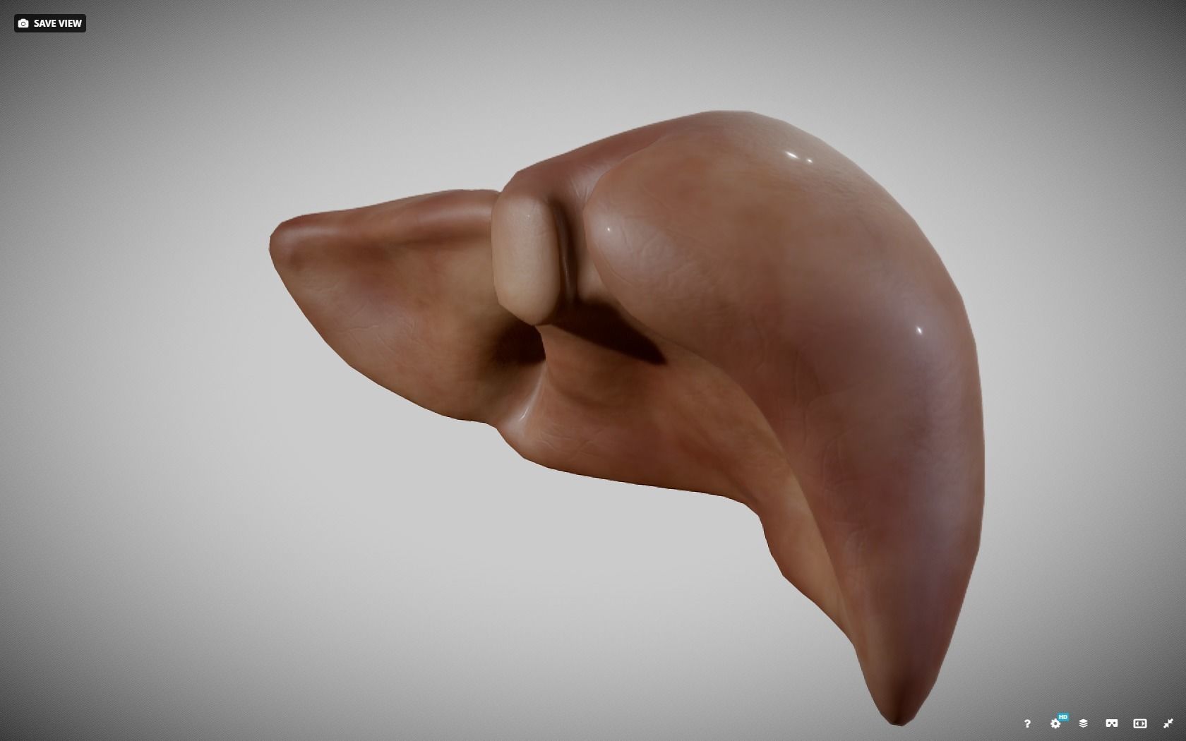 Liver ear Low-poly 3D model_14