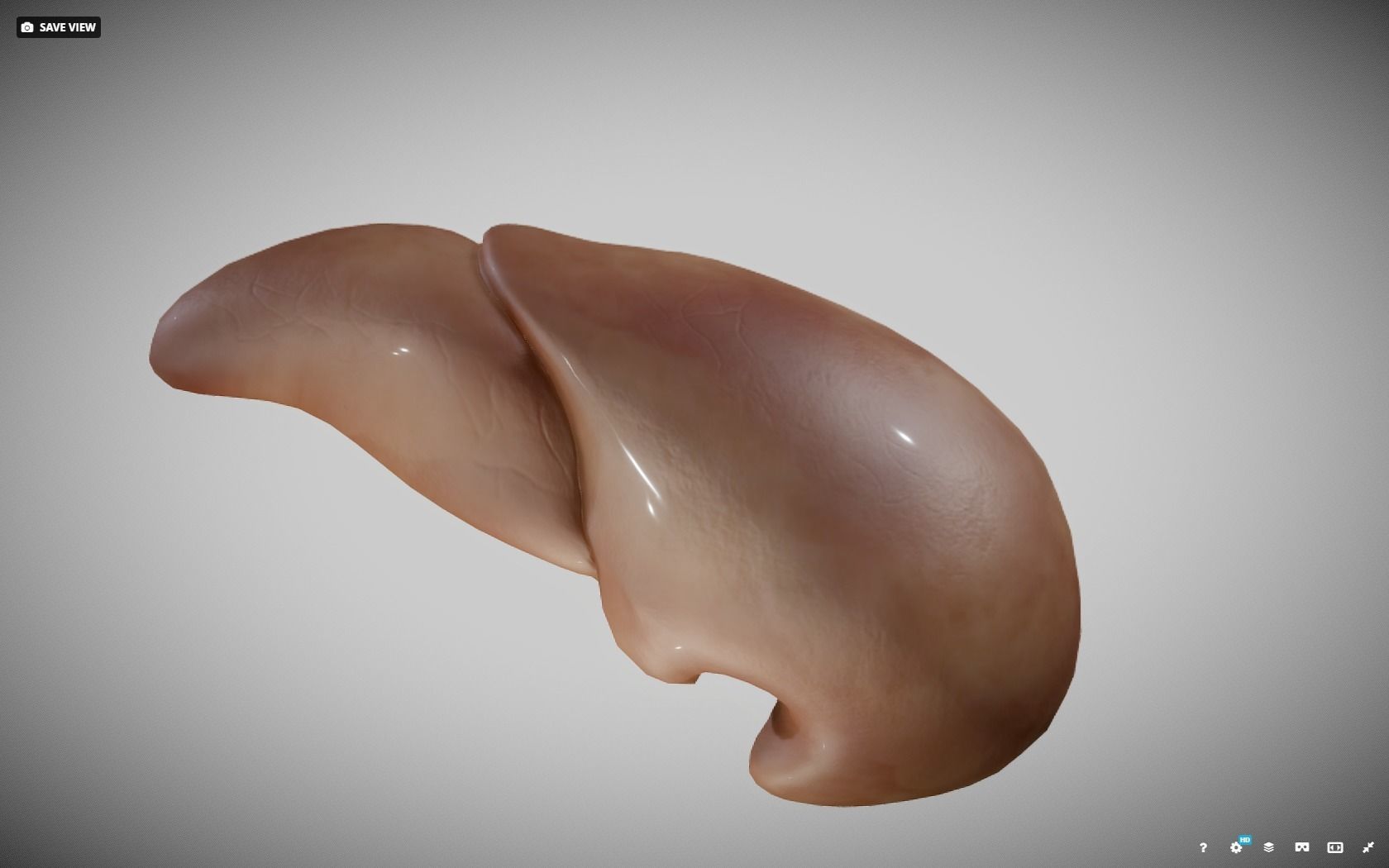 Liver ear Low-poly 3D model_21
