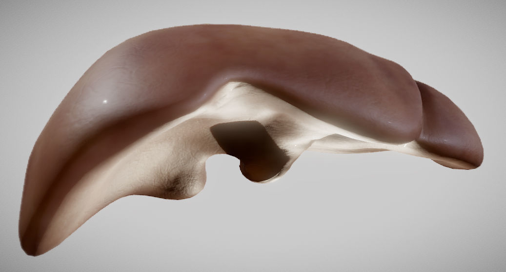 Liver ear Low-poly 3D model_7