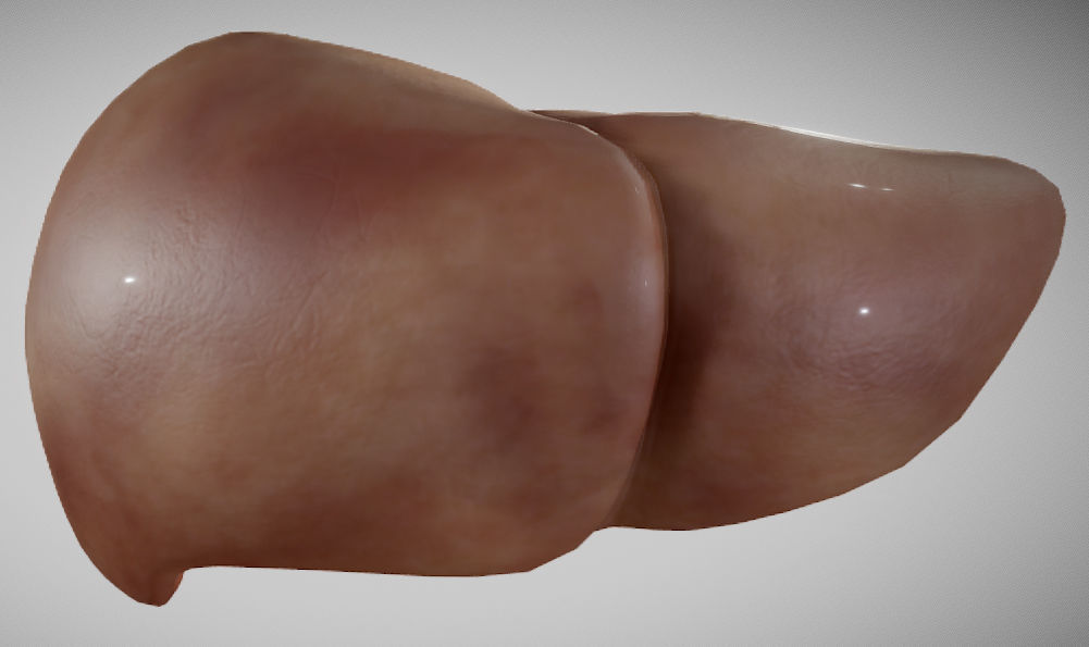 Liver ear Low-poly 3D model_1