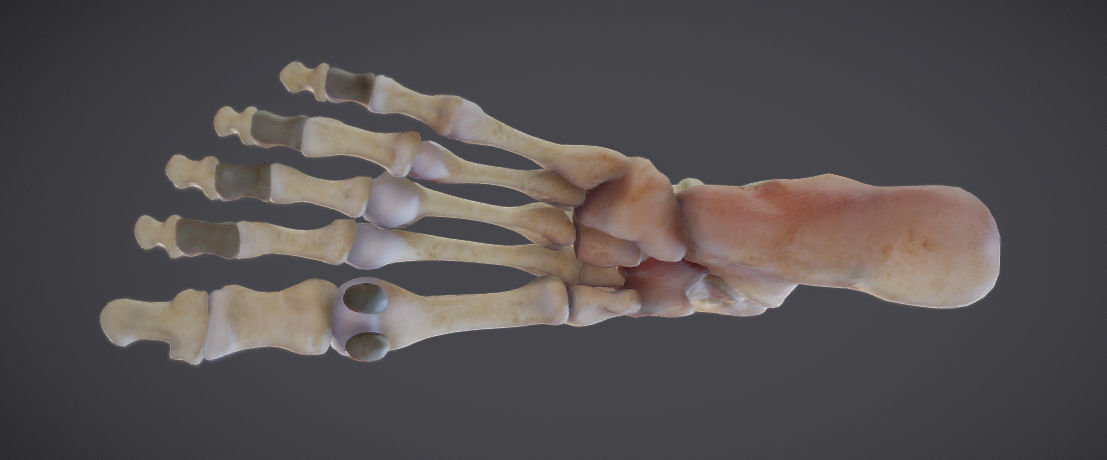 Lower Limb Low-poly 3D model_19