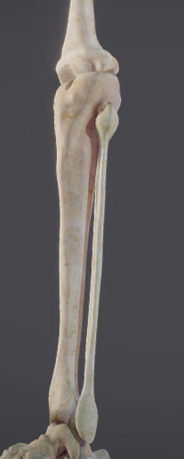 Lower Limb Low-poly 3D model_11