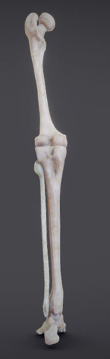 Lower Limb Low-poly 3D model_3