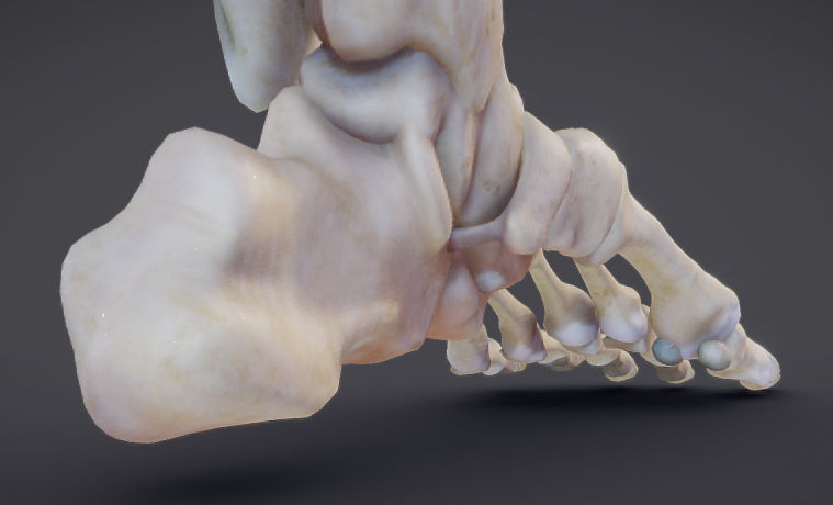 Lower Limb Low-poly 3D model_17