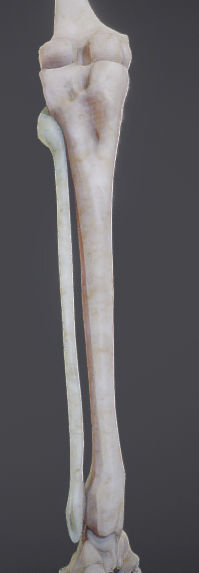 Lower Limb Low-poly 3D model_13