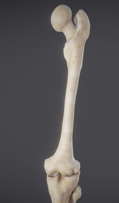 Lower Limb Low-poly 3D model_5