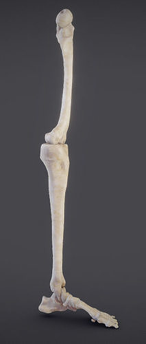 Lower Limb Low-poly 3D model