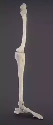 Lower Limb Low-poly 3D model
