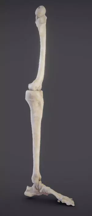 Lower Limb Low-poly 3D model_0