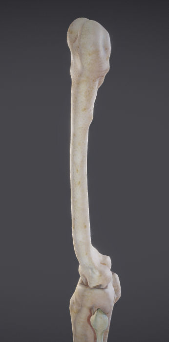 Lower Limb Low-poly 3D model_6