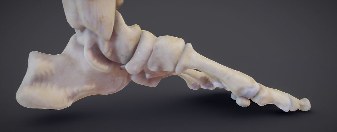 Lower Limb Low-poly 3D model_16