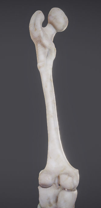 Lower Limb Low-poly 3D model_7