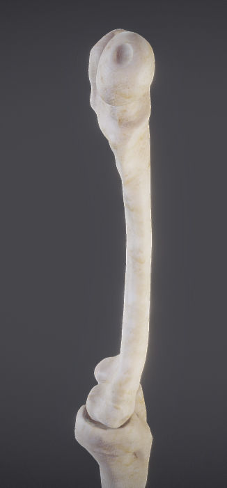 Lower Limb Low-poly 3D model_8