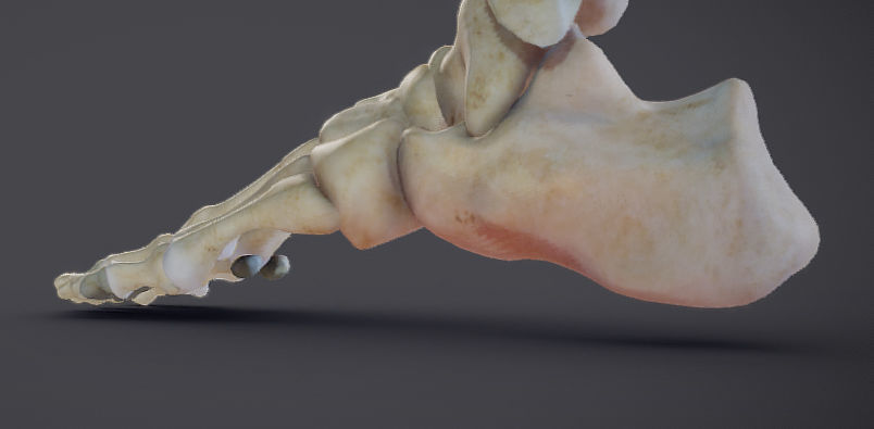 Lower Limb Low-poly 3D model_18