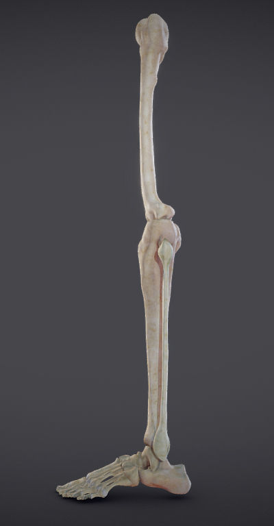 Lower Limb Low-poly 3D model_2