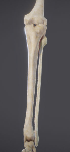 Lower Limb Low-poly 3D model_10