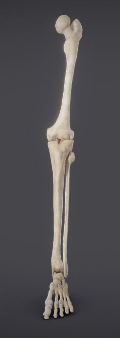 Lower Limb Low-poly 3D model_1