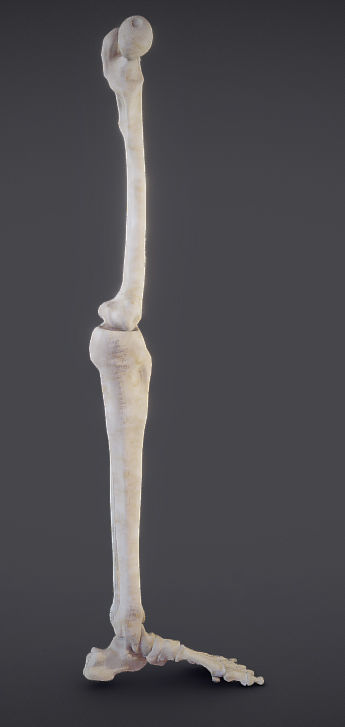 Lower Limb Low-poly 3D model_4