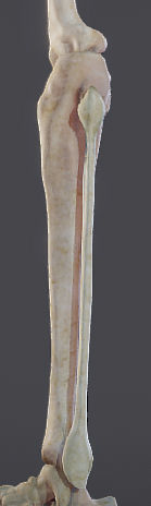 Lower Limb Low-poly 3D model_12