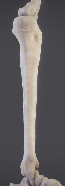 Lower Limb Low-poly 3D model_9