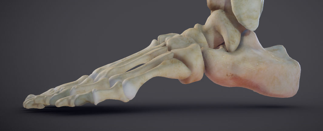 Lower Limb Low-poly 3D model_14