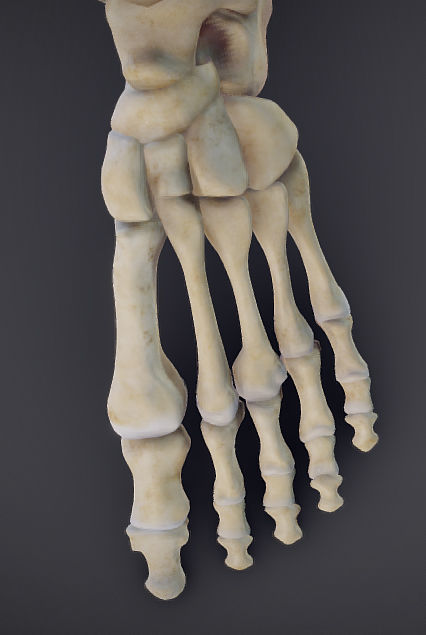 Lower Limb Low-poly 3D model_15