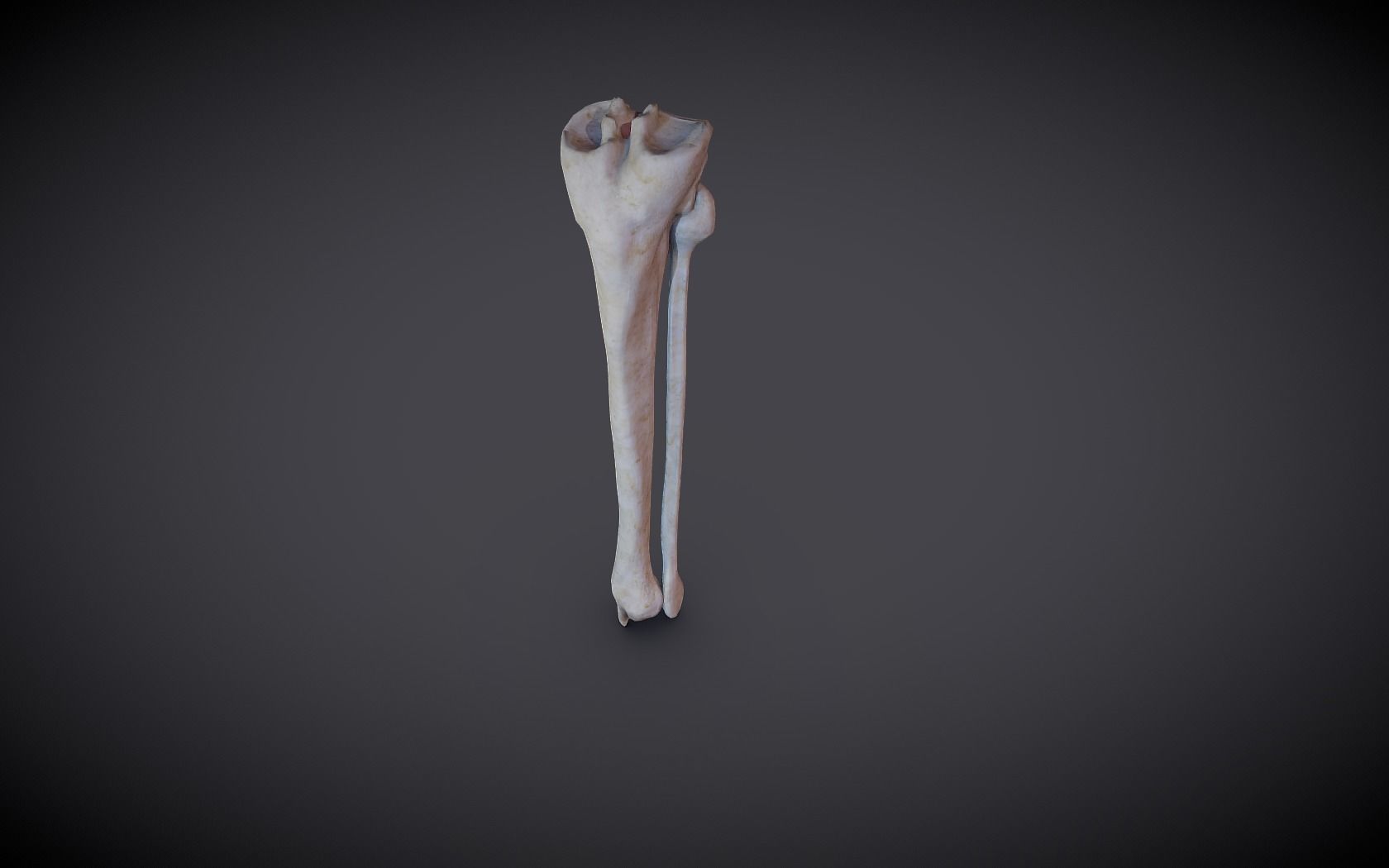 Tibia And Fibula Low-poly 3D model_13