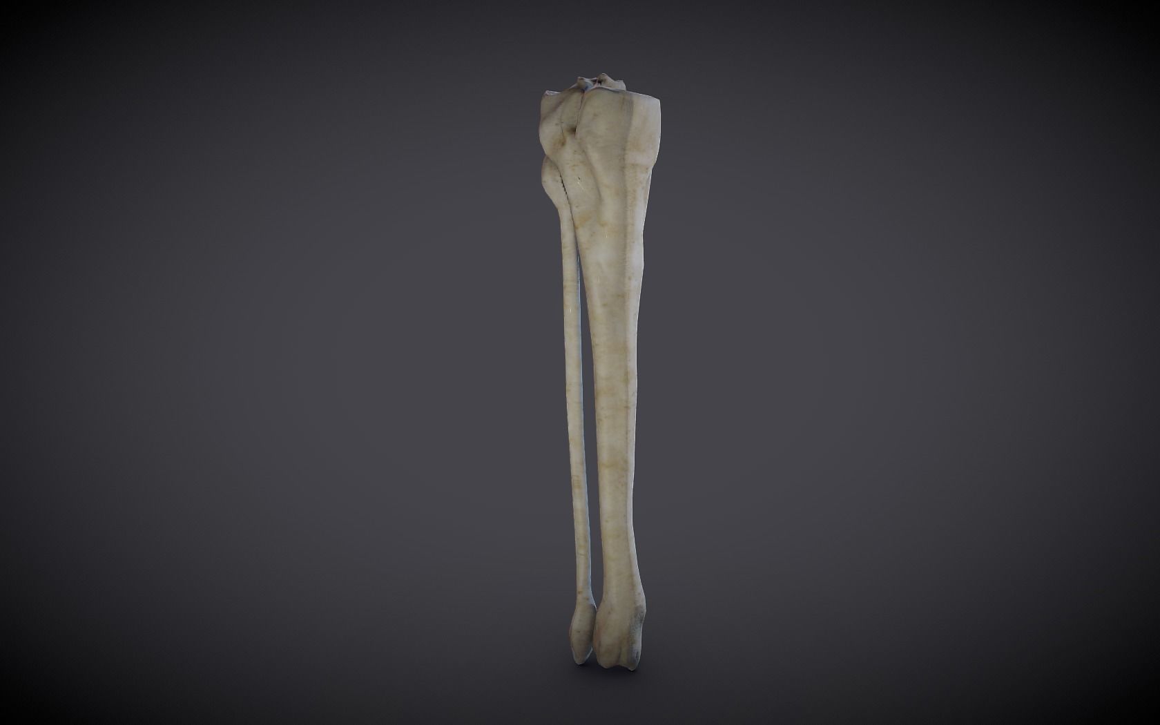 Tibia And Fibula Low-poly 3D model_7