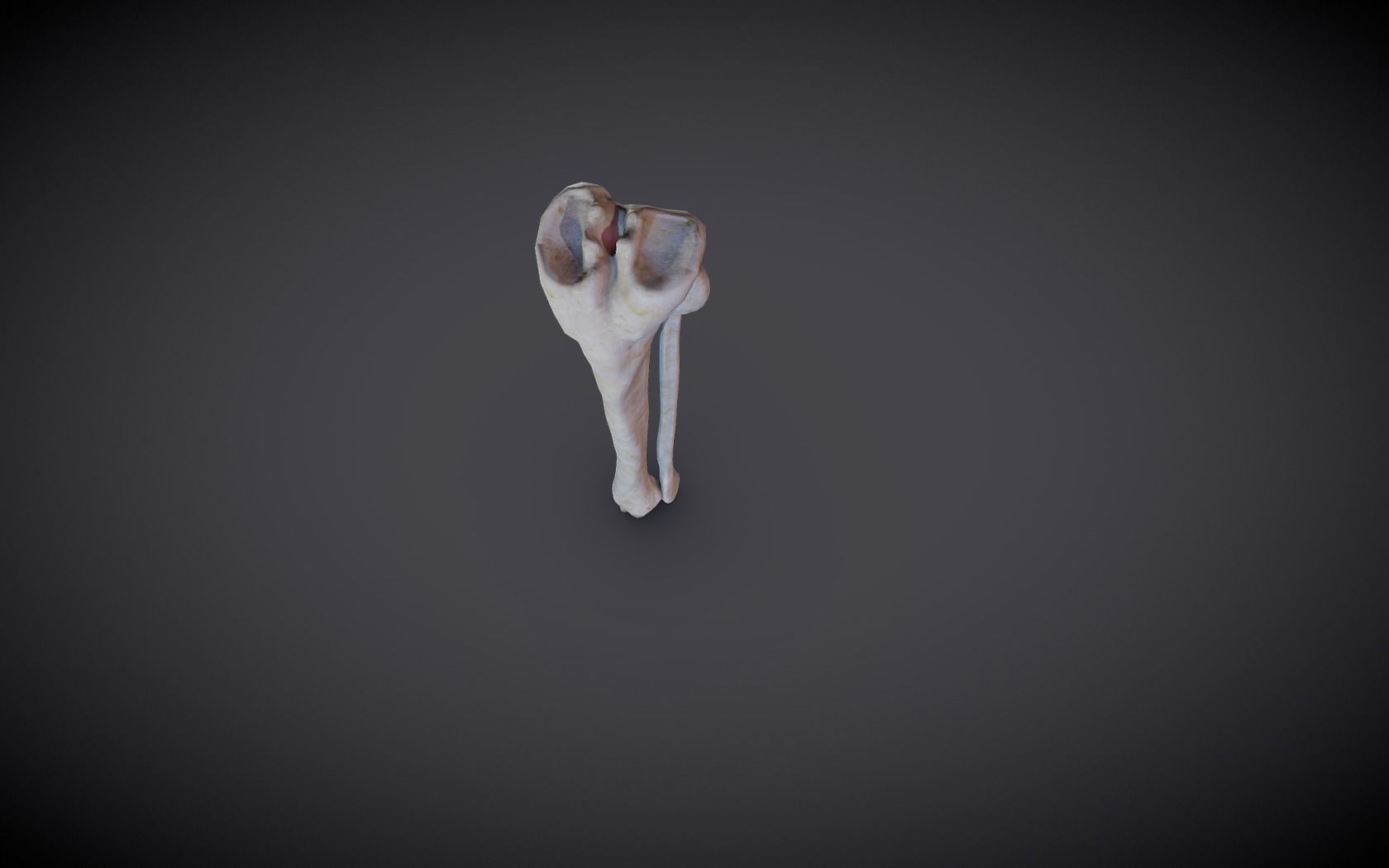 Tibia And Fibula Low-poly 3D model_14