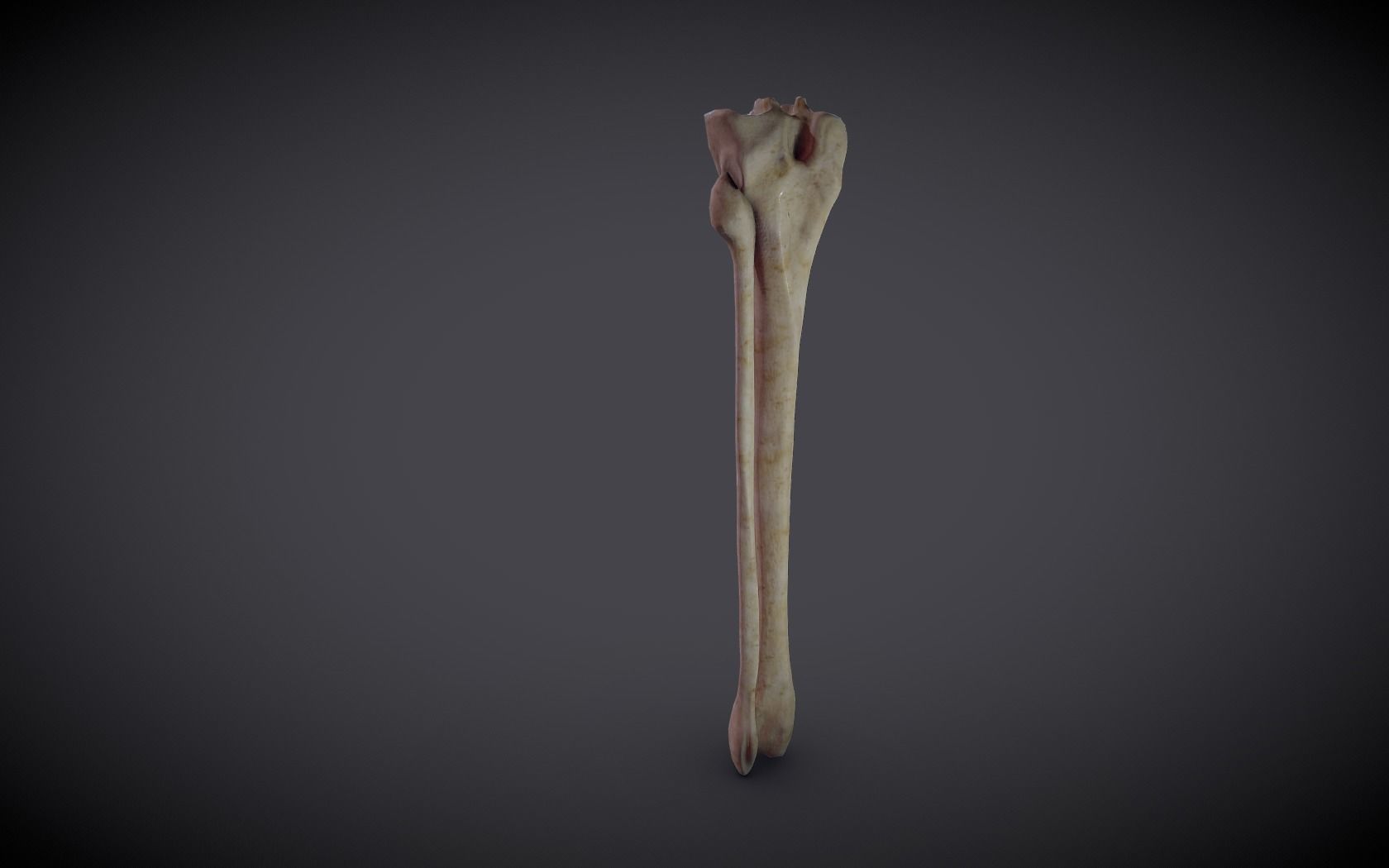 Tibia And Fibula Low-poly 3D model_5