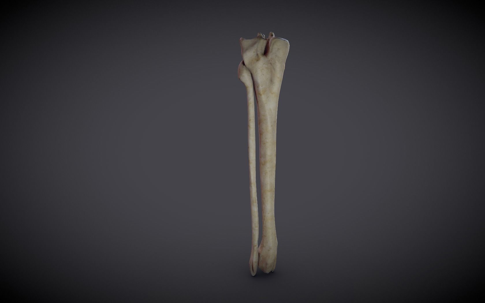 Tibia And Fibula Low-poly 3D model_6